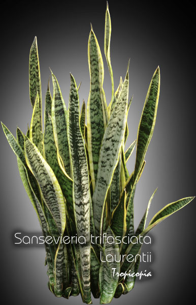 Sansevieria - Sansevieria trifasciata Laurentii - Snake plant